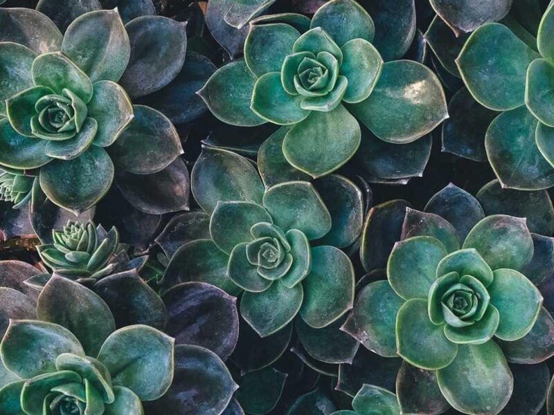 microorganismos en la agricultura