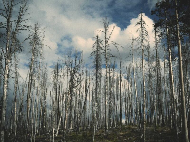 diversificación en la agricultura