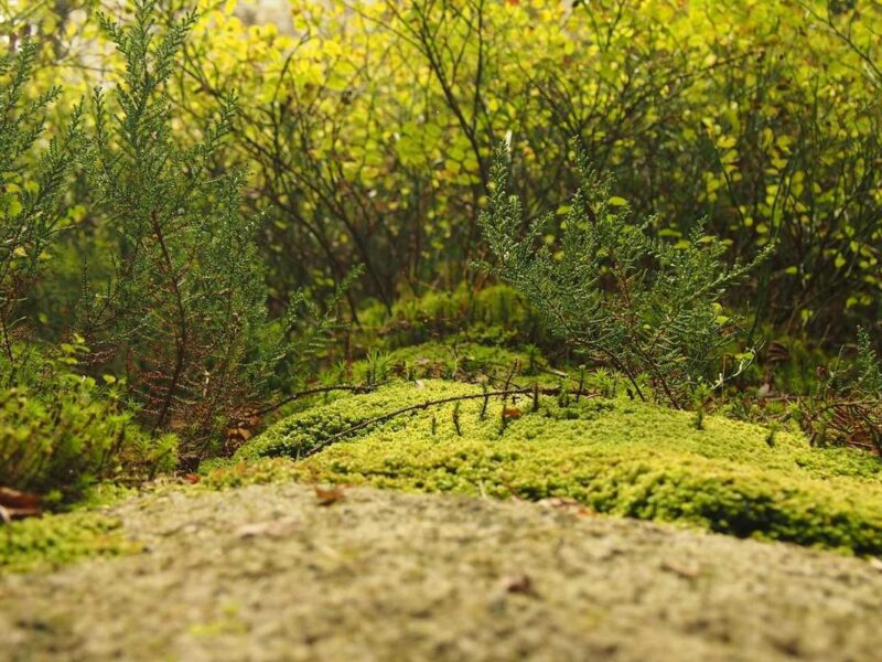 indicadores de un suelo sano en agricultura chilena