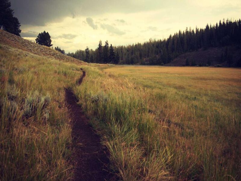 Un pastizal entremedio de bosques