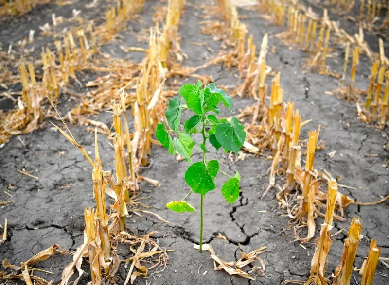 cambio climático en la agricultura