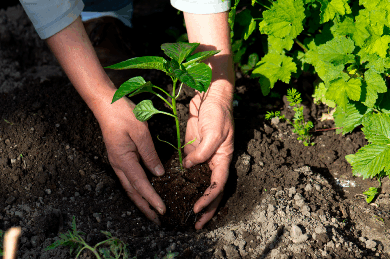 Agricultura orgánica en Chile aplicada en sistemas productivos sustentables