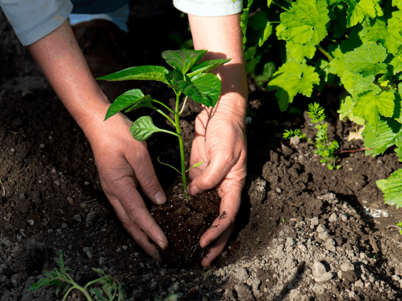 Agricultura orgánica en Chile aplicada en sistemas productivos sustentables