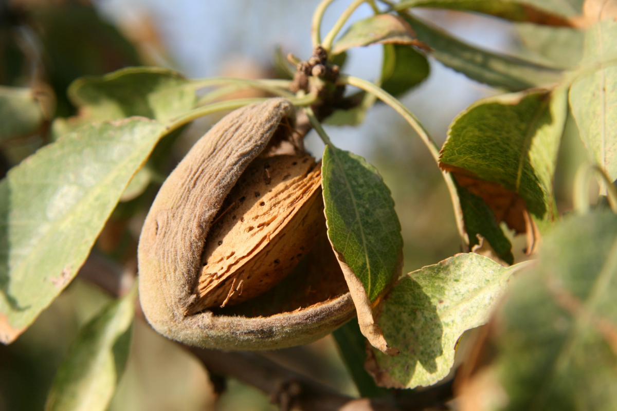 Fruto de la Almendra en un arbol