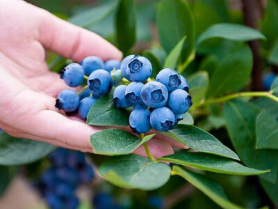 Exportaciones de arándanos a nivel mundial: Perú lidera, Chile crece y Sudáfrica irrumpe con fuerza