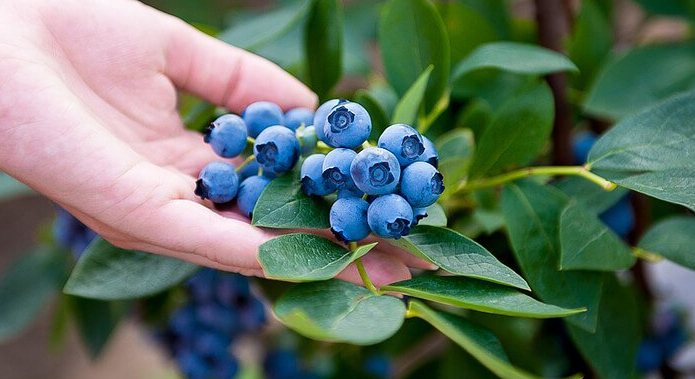 Exportación de arándanos Chile en huertos del sur del país