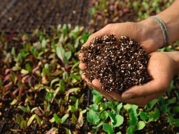 Reducción de pesticidas en la Unión Europea: meta del 50% al 2030