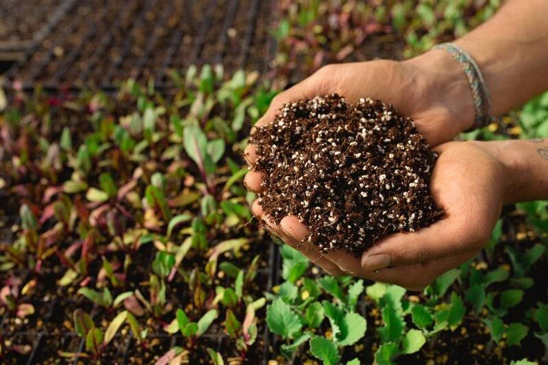 Bioinsumos y fertilización sustentable en Chile aplicados en sistemas agrícolas