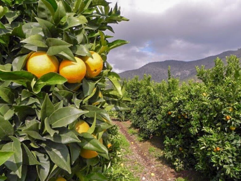 Exportación de cítricos Chile durante la ventana de contra-estación