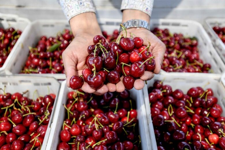 Cherry Express exportación de cerezas chilenas