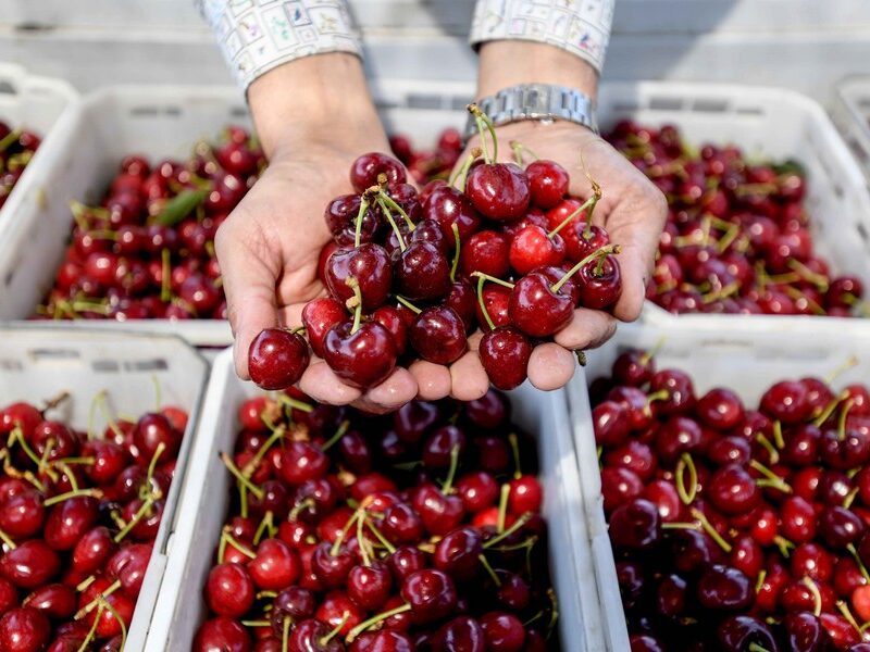 Cherry Express exportación de cerezas chilenas