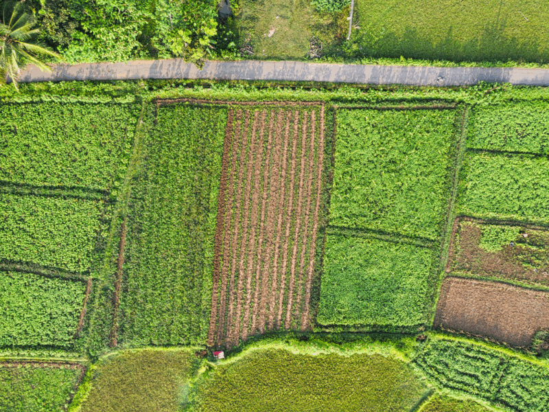 Agricultura enfrenta nuevos desafíos por cambio climático y acceso a financiamiento