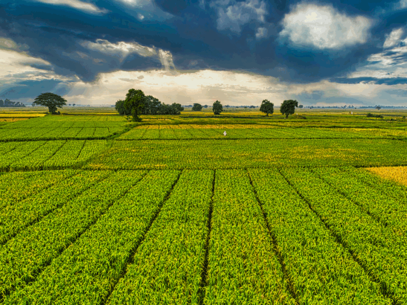 Prioridades agrícolas USDA 2026 y su impacto en la agricultura chilena