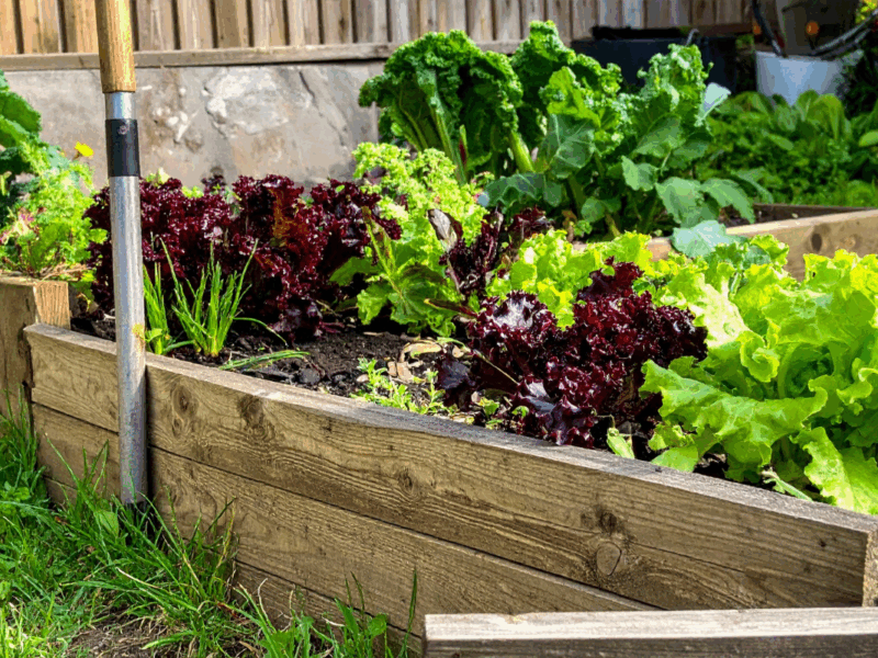 Huerta urbana con hortalizas creciendo en macetas y terrazas en plena ciudad.