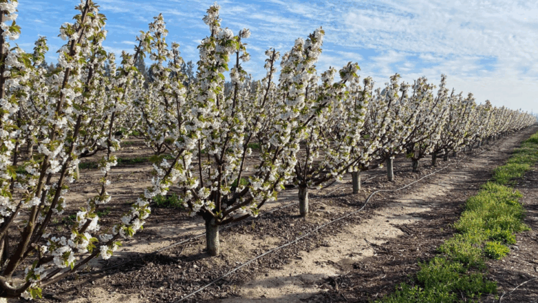 Cultivos con mayor proyección en Chile a 10 años