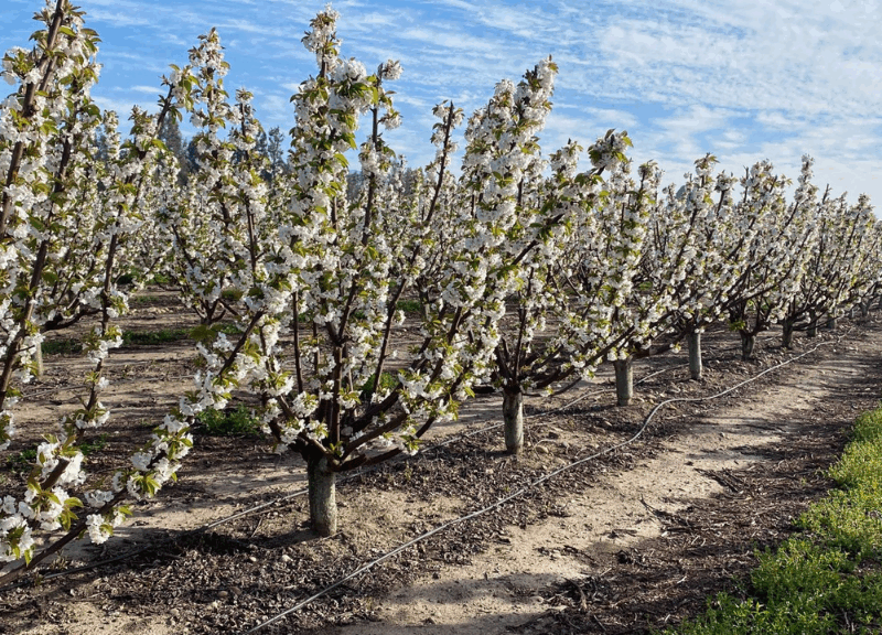 Cultivos con mayor proyección en Chile a 10 años