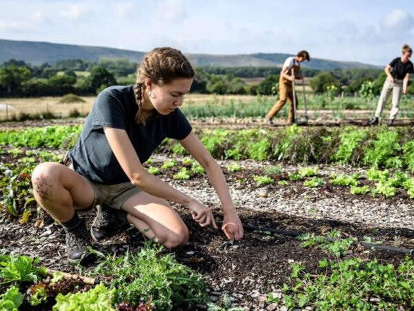Académicos UdeC publican estudio sobre la enseñanza de ciencias del suelo en la educación escolar chilena