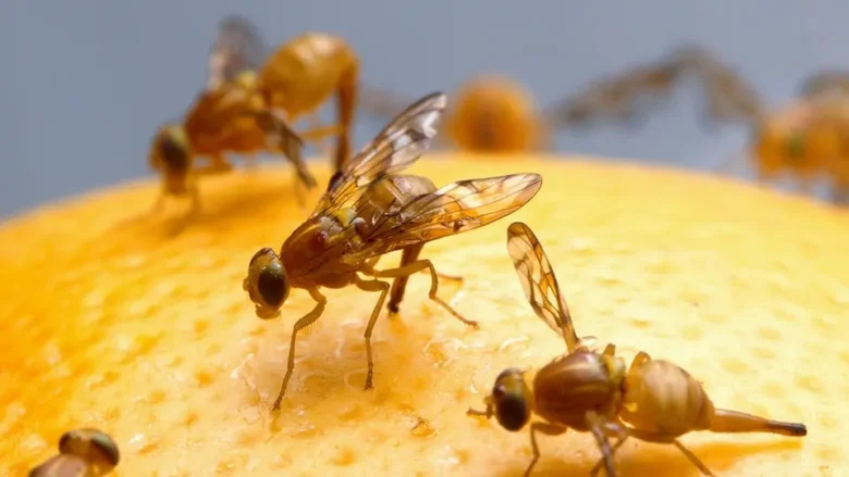 La detección de la mosca mexicana de la fruta en Texas activa cuarentenas y genera alerta en la industria citrícola y el comercio agrícola.