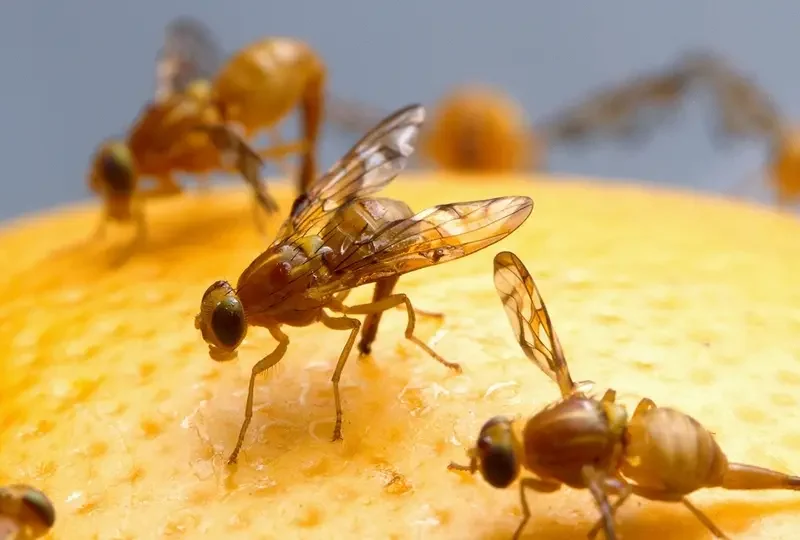 La detección de la mosca mexicana de la fruta en Texas activa cuarentenas y genera alerta en la industria citrícola y el comercio agrícola.