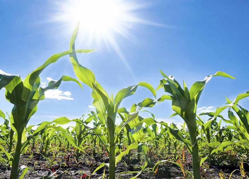 ola de calor afecta a cultivos en la agricultura