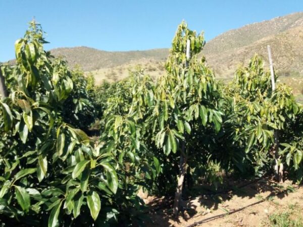 Mercado internacional de la palta muestra alta producción y presión en los precios globales