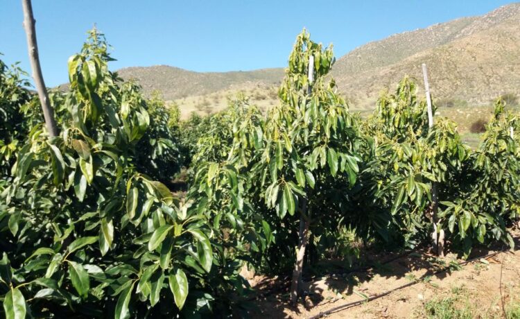 mercado internacional de la palta