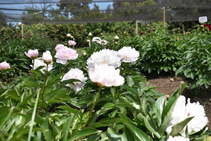 exportación peonías