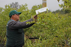 Plagas de verano como ácaros, polillas y trips aumentan su presencia en la agricultura chilena durante diciembre.
