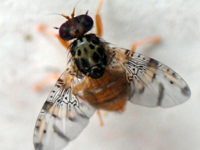 Chile refuerza el control de la mosca de la fruta con acciones locales y cooperación binacional