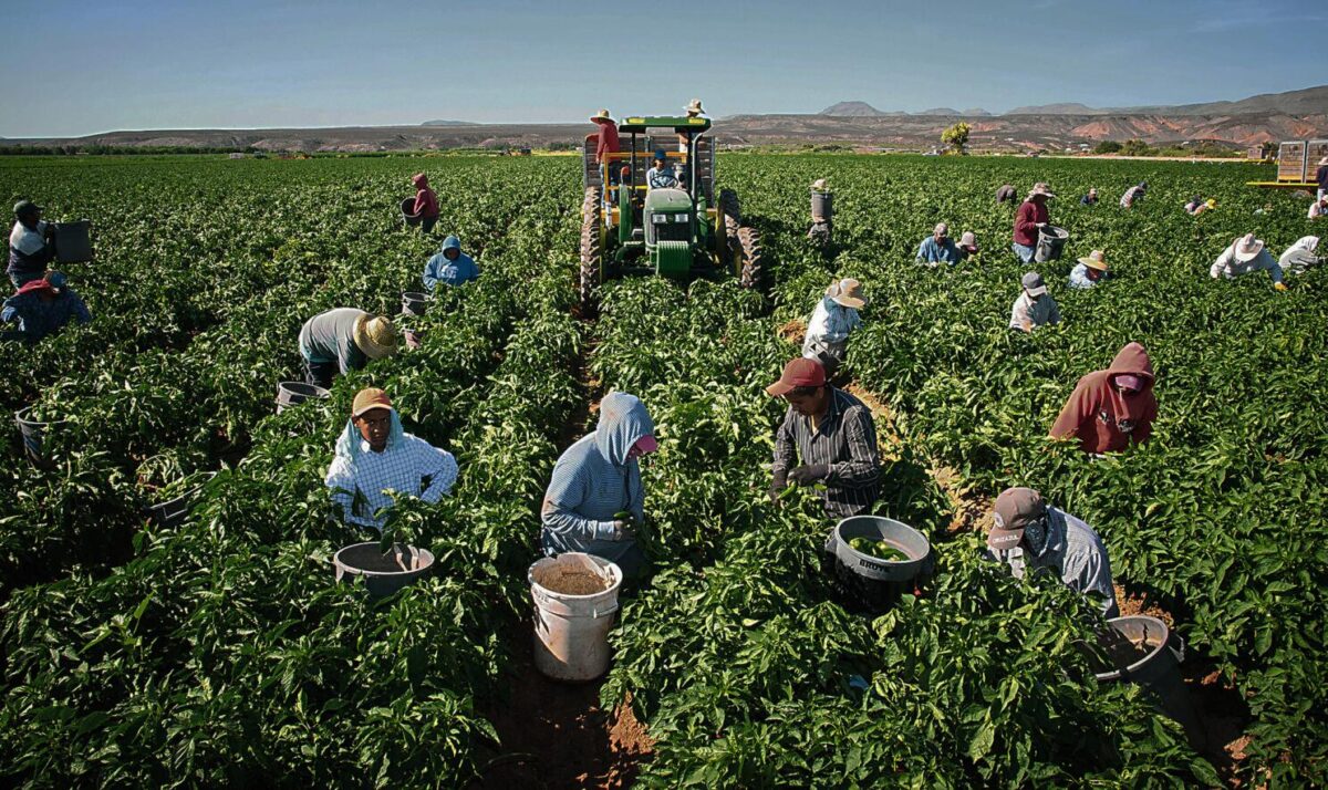 Del campo a la mesa en Chile: cadena agroalimentaria desde la producción agrícola hasta el consumo diario