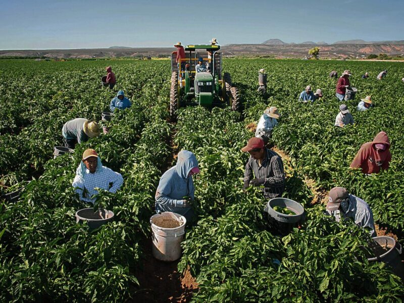 Del campo a la mesa en Chile: cadena agroalimentaria desde la producción agrícola hasta el consumo diario