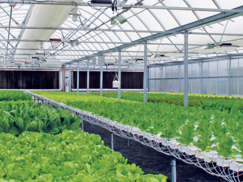 Hidroponía en zonas áridas como solución agrícola frente a la escasez de agua