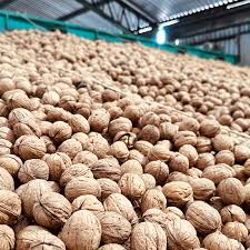 Exportación de nueces chilenas de alta calidad al mercado europeo