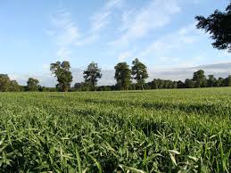 Competitividad agrícola en Chile y desafíos productivos