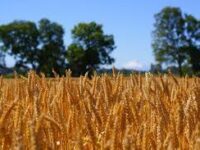 Precios internacionales del maíz y trigo muestran volatilidad y marcan tendencia para la agricultura en 2026