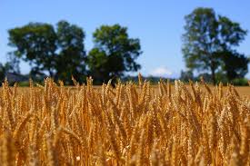 precios internacionales del maíz y trigo