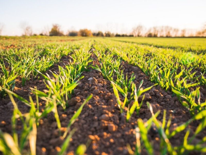 Agricultura chilena 2026: productores trabajan con tecnología y planificación para enfrentar desafíos climáticos, normativos y laborales.