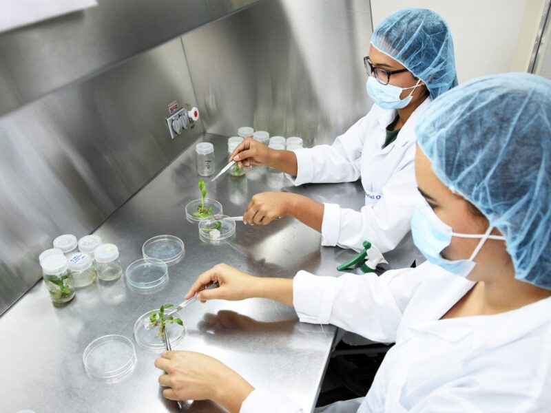 Aplicación de biotecnología en el agro chileno mediante bioinsumos y control biológico en cultivos.