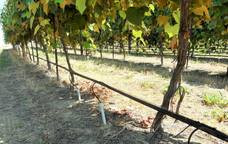 Tecnologías de riego eficientes en la agricultura chilena para enfrentar escasez hídrica