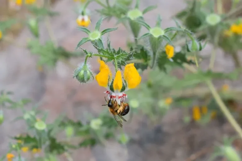 abeja polinizando agricultura