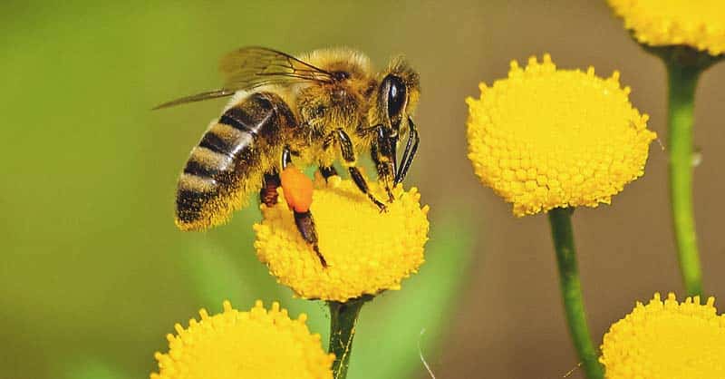 La nueva normativa del SAG busca reducir el impacto de los plaguicidas sobre abejas y otros polinizadores.