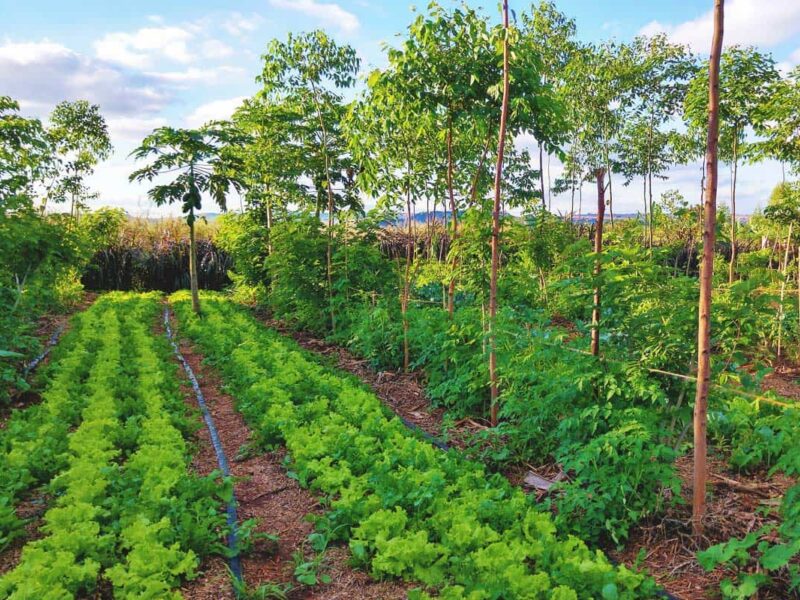 Agricultura sostenible como eje del comercio agroalimentario global.