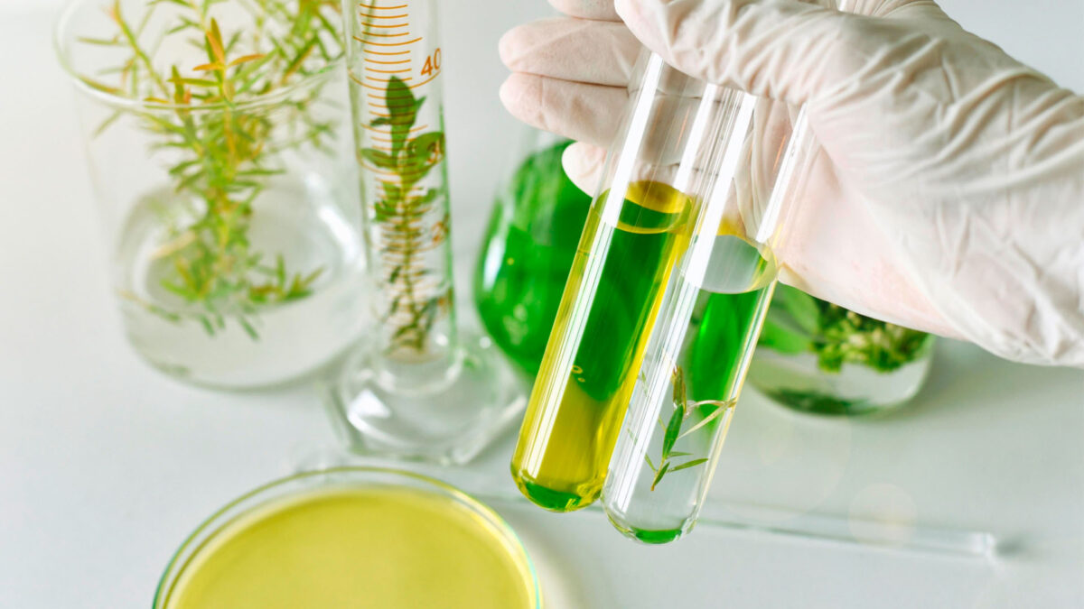 Plantas medicinales utilizadas por la industria farmacéutica para la obtención de principios activos de origen natural.