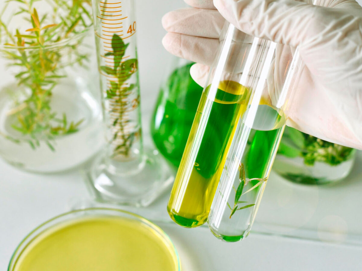 Plantas medicinales utilizadas por la industria farmacéutica para la obtención de principios activos de origen natural.