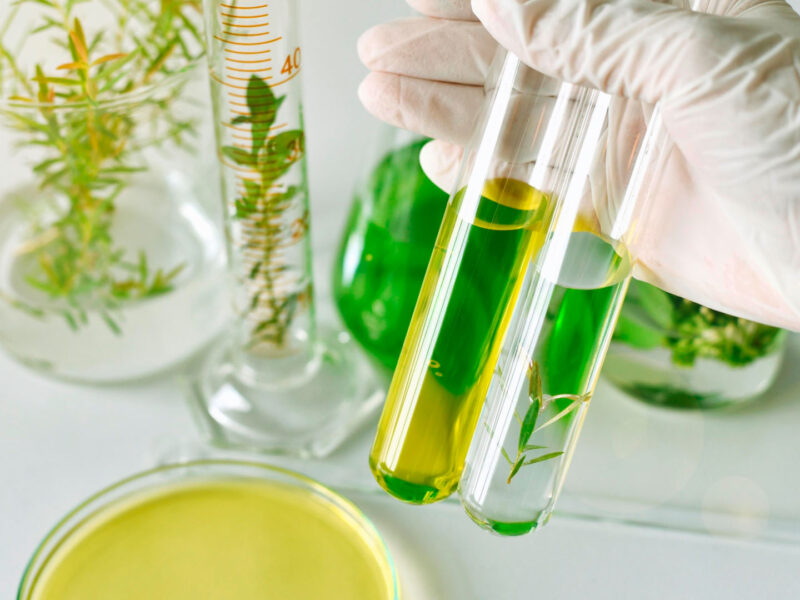 Plantas medicinales utilizadas por la industria farmacéutica para la obtención de principios activos de origen natural.