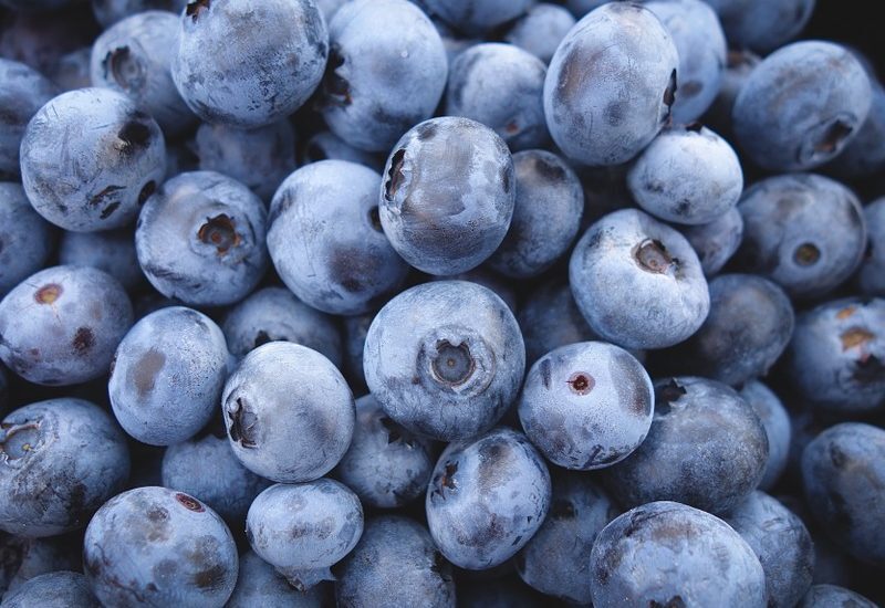Arándanos ricos en antioxidantes, fruta con beneficios nutricionales y oportunidad para Chile