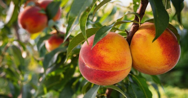 Inspección de exportación de frutas de carozo en Argentina para apertura del mercado chino.