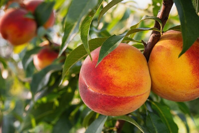 Inspección de exportación de frutas de carozo en Argentina para apertura del mercado chino.