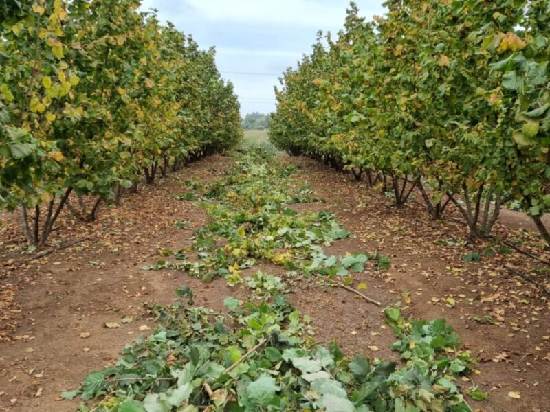 avellano europeo en Chile