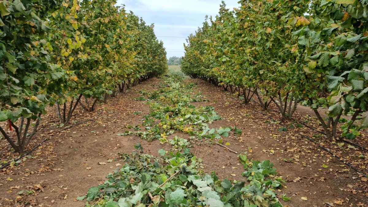 avellano europeo en Chile